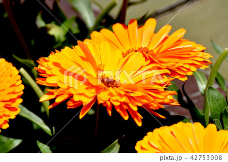 三鷹中原に咲くオレンジ色のキンセンカ 三鷹中原に咲くオレンジ色のキンセンカ 42753008