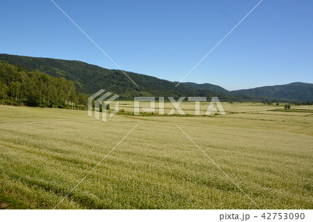 そば畑 42753090
