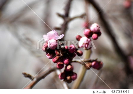 三鷹仙川遊歩道に咲いたシダレウメ 三鷹仙川遊歩道に咲いたシダレウメ 42753342