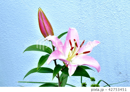 三鷹中原に咲くスカシユリ 42753451