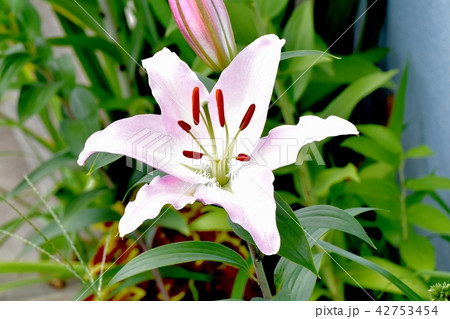 三鷹中原に咲くスカシユリ 42753454