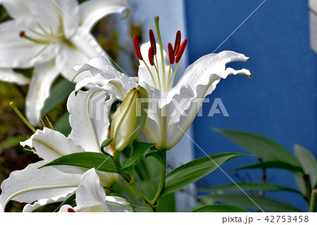 三鷹中原に咲くスカシユリ 42753458