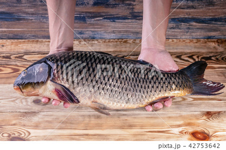 Cook hands hold big carp on a wooden table 42753642