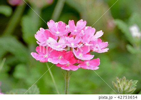三鷹中原に咲くピンクのバーベナ 42753654