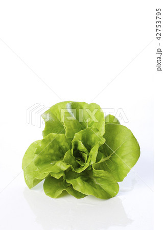 butterhead lettuce on a white background 42753795