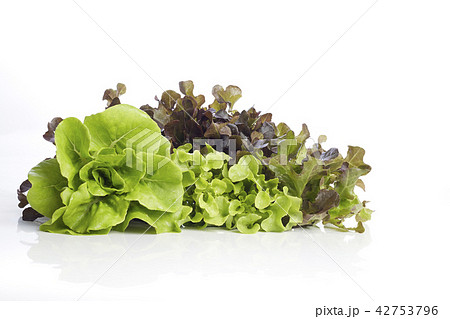 Hydroponic salad on white background Hydroponic salad on white background 42753796