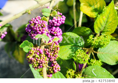 beautyberry is a genus of shrubs and small trees beautyberry is a genus of shrubs and small trees 42753840