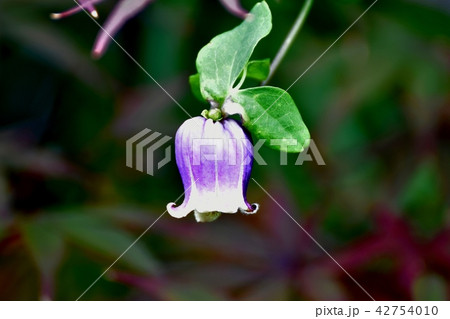 三鷹中原に咲くハンショウヅル 42754010