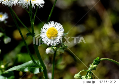 三鷹中原に咲くハルジオン 42754012