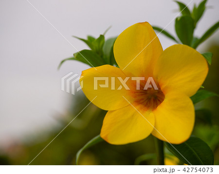 Allamanda, Common allamanda, Golden trumpet. 42754073