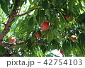 桃狩り 42754103