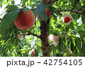 桃 42754105