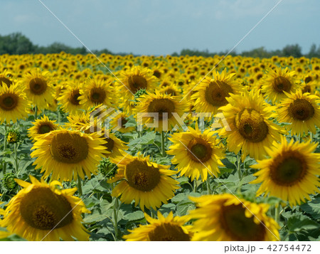 Field of sunflowers with green leaves and yellow Field of sunflowers with green leaves and yellow 42754472