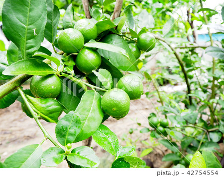 Lime tree with water at the garden with sun. 42754554