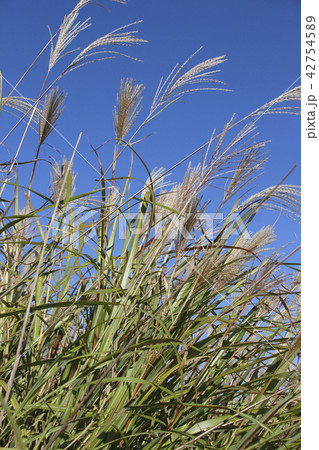 軽井沢付近に残存する、信越本線(横軽)の廃線跡 軽井沢付近に残存する、信越本線(横軽)の廃線跡 42754589