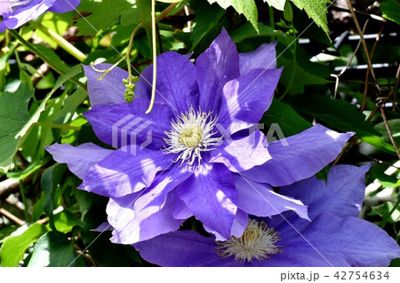 三鷹中原に咲く青紫色のクレマチス 42754634