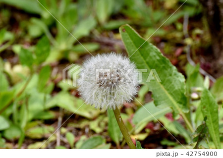 三鷹中原に咲くセイヨウタンポポの冠毛 42754900