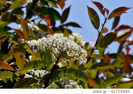三鷹中原に咲くカナメモチの花 42754905