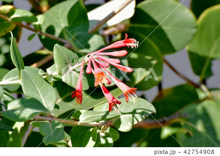 三鷹中原に咲くツキヌキニンドウ 42754908