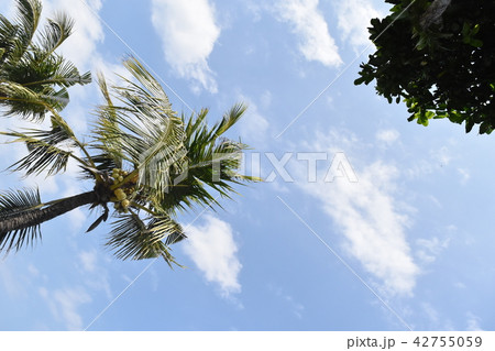 ヤシの木と空 ヤシの木と空 42755059