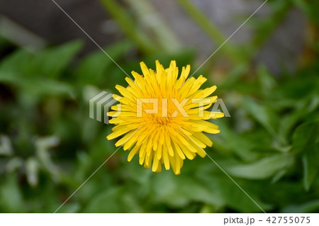三鷹中原に咲くセイヨウタンポポ 三鷹中原に咲くセイヨウタンポポ 42755075