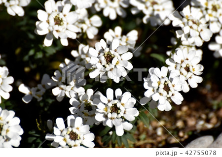 三鷹市中原に咲くイベリス 42755078