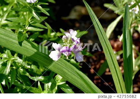 三鷹中原に咲くリナリア 42755082