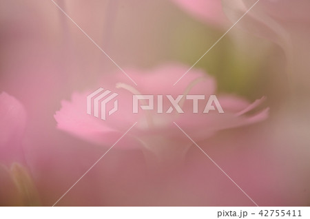 ダイアンサスの花 42755411