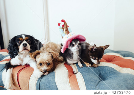 誕生日のお祝いをしている犬たち 42755470