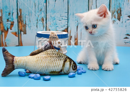 White British kitten and fish 42755826