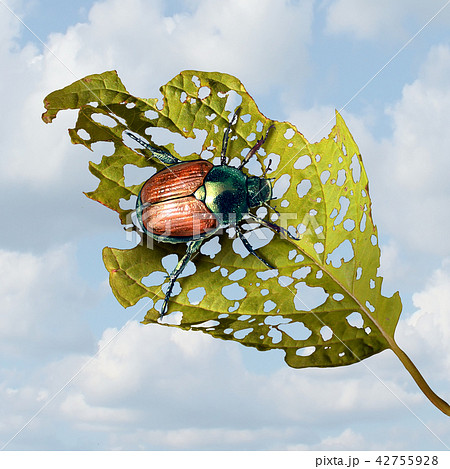 Japanese Beetle Damage 42755928