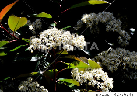 三鷹中原に咲くカナメモチの花 三鷹中原に咲くカナメモチの花 42756245