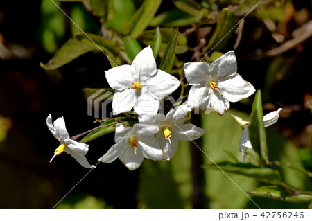三鷹市中原に咲くツルハナナス（蔓花茄子） 42756246