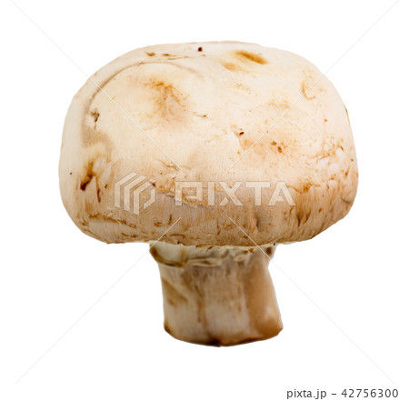 one mushroom champignon on white background 42756300