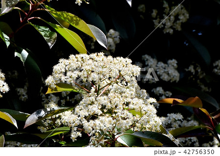 三鷹中原に咲くカナメモチの花 三鷹中原に咲くカナメモチの花 42756350