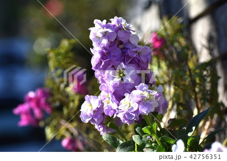三鷹市中原に咲く紫色のストック 42756351