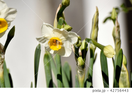 三鷹中原に咲く白い二ホンスイセン 42756443