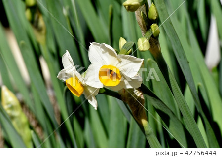 三鷹中原に咲く白い二ホンスイセン 42756444