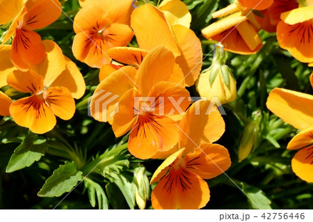 三鷹中原に咲くオレンジ色のビオラ 42756446