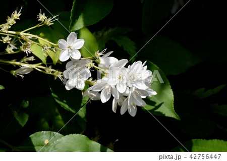 三鷹中原に咲くウツギの花 42756447