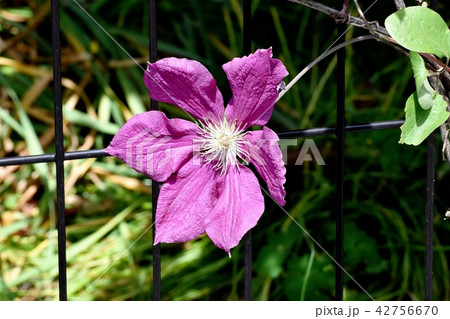 三鷹中原に咲く赤紫のクレマチス 三鷹中原に咲く赤紫のクレマチス 42756670