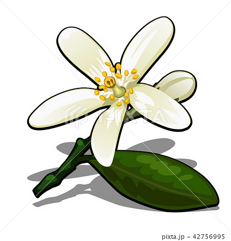 Single flower of lemon tree isolated on a whiteのイラスト素材