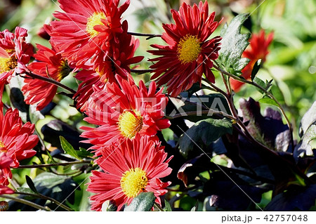 三鷹中原に咲く赤いスプレーギク 三鷹中原に咲く赤いスプレーギク 42757048