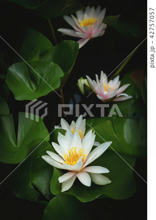 water lily against a dark background in the water water lily against a dark background in the water 42757057