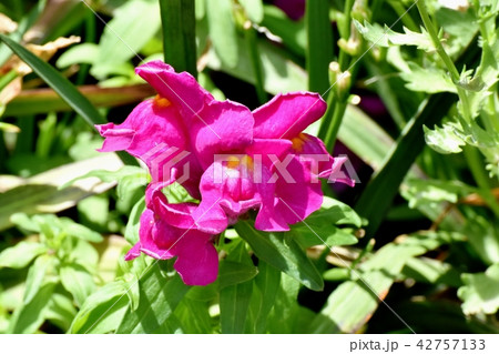 三鷹中原に咲く赤いキンギョソウ 42757133