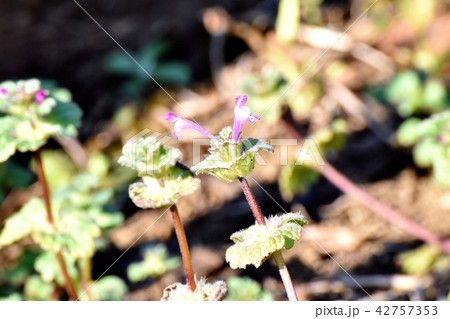 三鷹中原に咲くホトケノザ 42757353