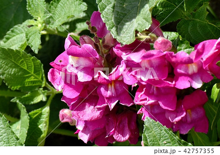 三鷹中原に咲く赤いキンギョソウ 42757355