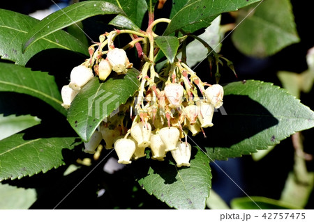 三鷹中原に咲くイチゴノキの花 三鷹中原に咲くイチゴノキの花 42757475