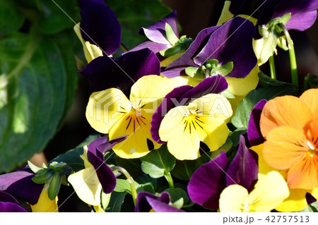 三鷹中原に咲く紫と黄の複色ビオラ 42757513