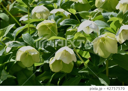 三鷹中原に咲くクリスマスローズ 42757570